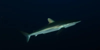 Requin soyeux Carcharhinus falciformis sur fond noir