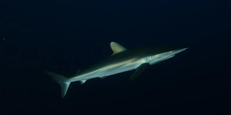 Requin soyeux Carcharhinus falciformis sur fond noir