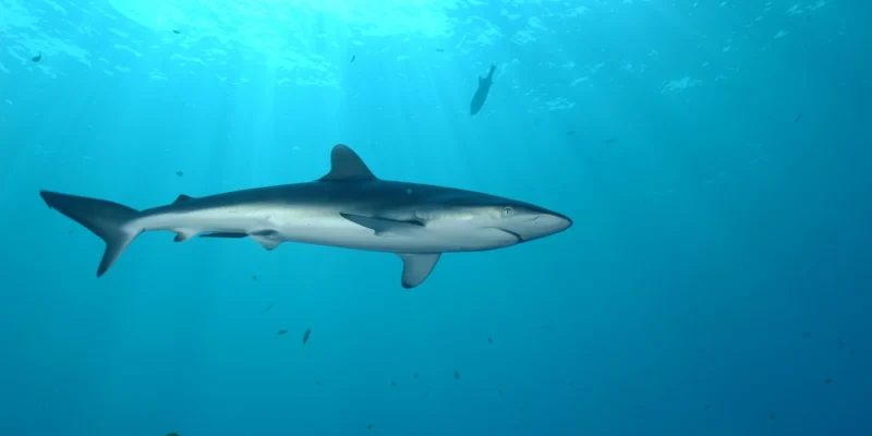 Requin soyeux sous un dispositif de concentration de poissons dérivant au large des Seychelles