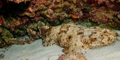 Requin-tapis barbu Eucrossorhinus dasypogon posé sur le sable sous un rocher