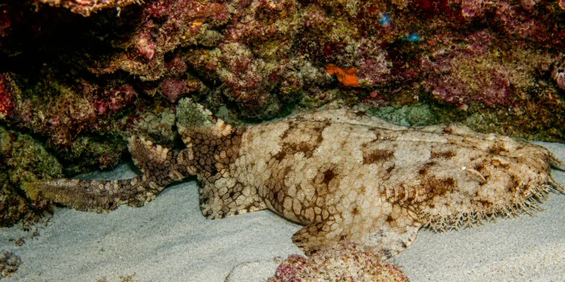 Requin-tapis barbu Eucrossorhinus dasypogon posé sur le sable sous un rocher