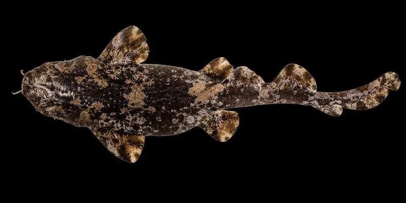 Requin-tapis cordonnier Sutorectus tentaculatus
