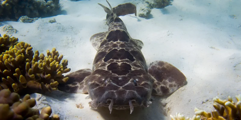 Requin-tapis du Nord Orectolobus wardi posé sur le sable parmi les coraux