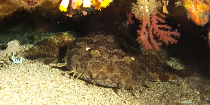 Requin-tapis indonésien Orectolobus leptolineatus sous un surplomb rocheux
