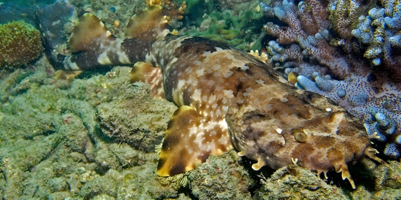 Requin-tapis orné Orectolobus ornatus posé sur la Grande Barrière de corail