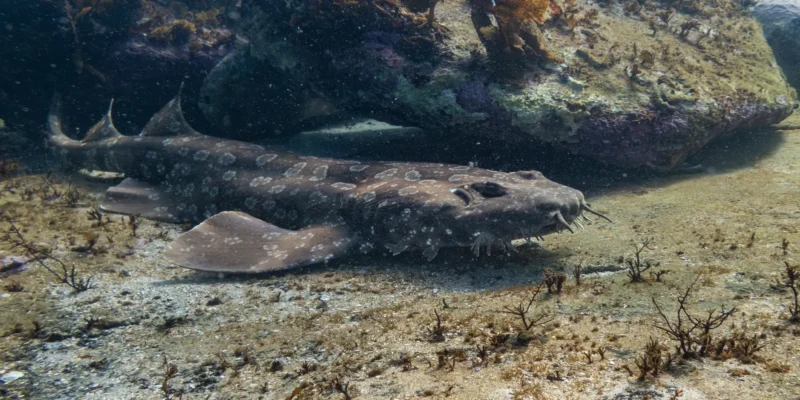 Requin-tapis tacheté Orectolobus maculatus