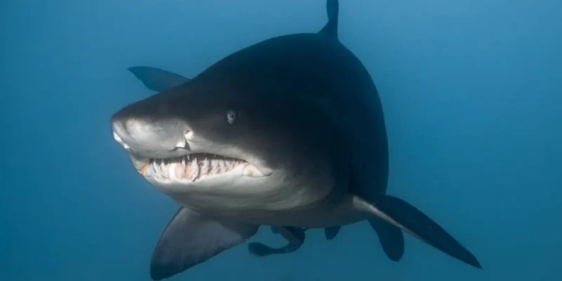 Requin-taureau Carcharias taurus vu de face