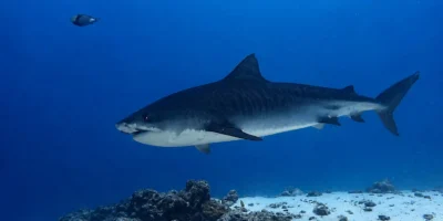 Requin-tigre Galeocerdo cuvier nageant au-dessus du sable