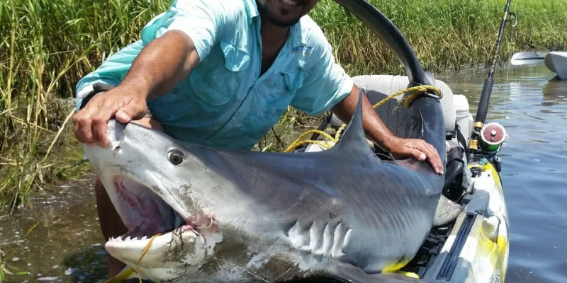 Requin-tigre avec un pêcheur en kayak