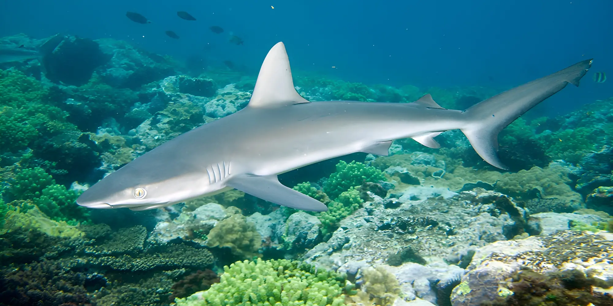 Requin tisserand Carcharhinus brevipinna