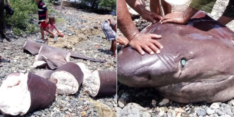 Requin découpé sur une plage cubaine à côté d’un gros plan de sa tête