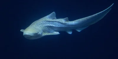 Requin-zèbre Stegostoma tigrinum