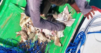 Requins découpés sur un bateau de pêche