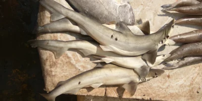Requins débarqués au marché aux poissons de Kakinada, en Inde