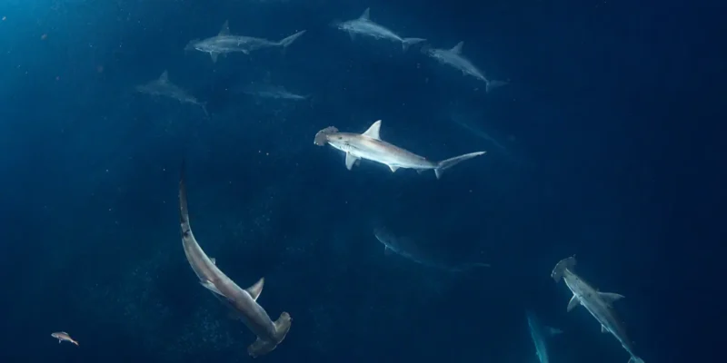 Requins-marteaux halicornes nageant en cercle