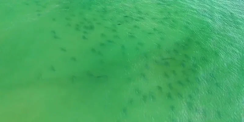 Vue aérienne d’un grand rassemblement de requins dans les eaux vertes au large de Masonboro Island