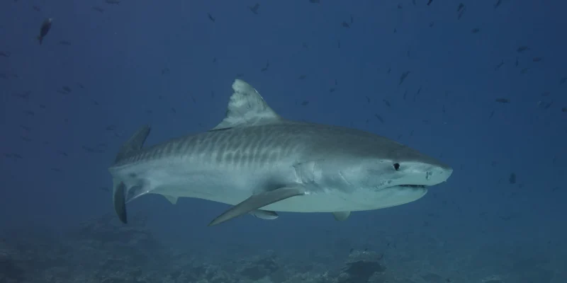 Requin-tigre nageant au-dessus du fond marin