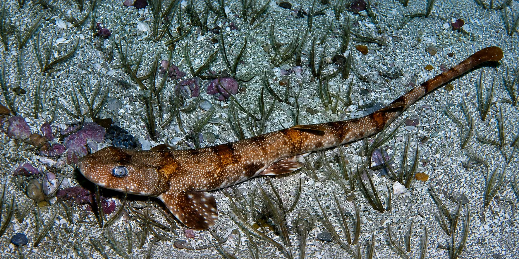 Roussette vipérine Haploblepharus edwardsii sur le fond marin
