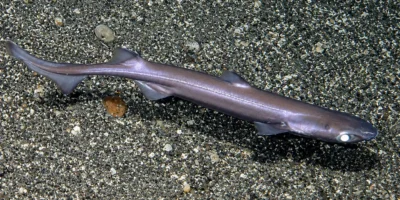 Sagre commun Etmopterus spinax