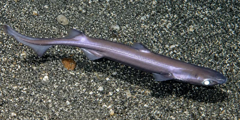 Sagre commun Etmopterus spinax