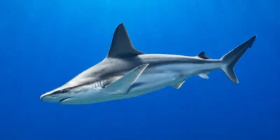 Requin gris Carcharhinus plumbeus en pleine eau