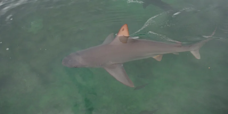 Requin gris près de la surface à Kāneʻohe, Hawaï