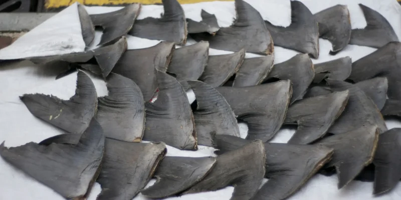 Ailerons de requin à Hong Kong