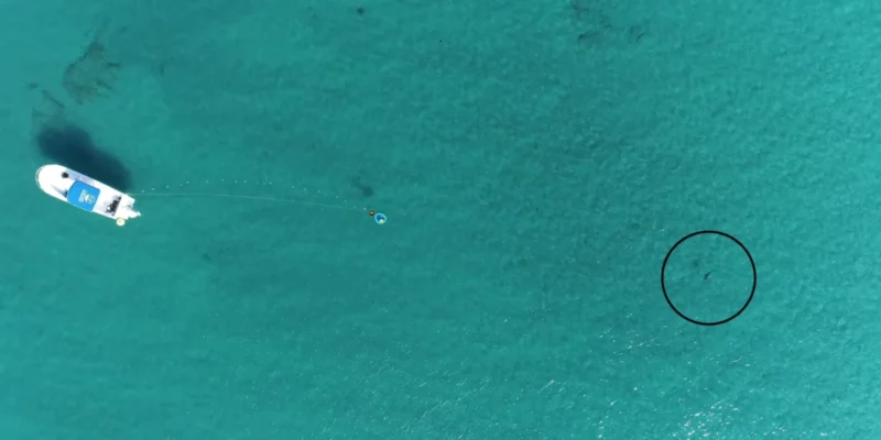 Vue aérienne par drone du dispositif expérimental au large de la Floride, avec un bateau, un haut-parleur sous-marin et un requin entouré d’un cercle noir.