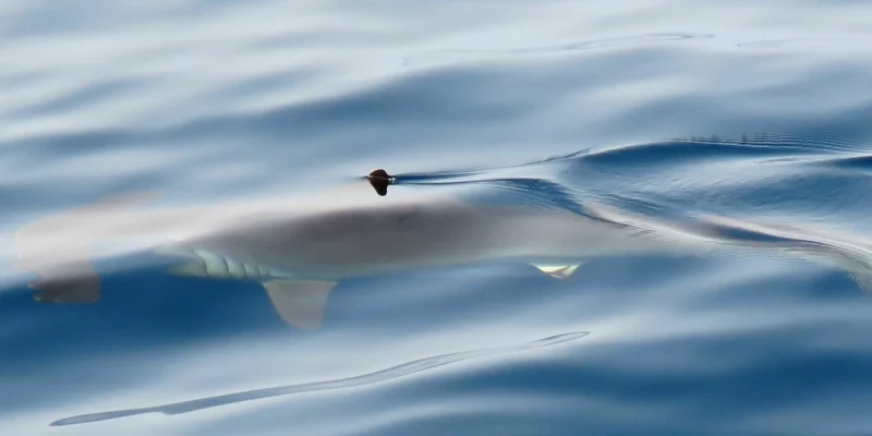 Requin-marteau lisse (Sphyrna zygaena) à la surface de la mer