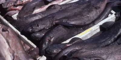 Squales liches Dalatias licha dans une caisse sur un marché en Espagne