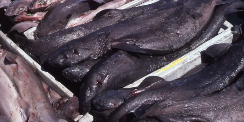 Squales liches Dalatias licha dans une caisse sur un marché en Espagne