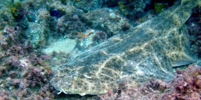 Ange de mer au large de Lanzarote ; photo d’illustration, distincte de l’observation en Toscane.