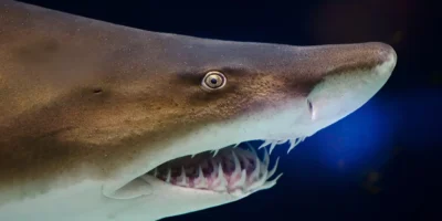 Tête de Carcharias taurus en gros plan