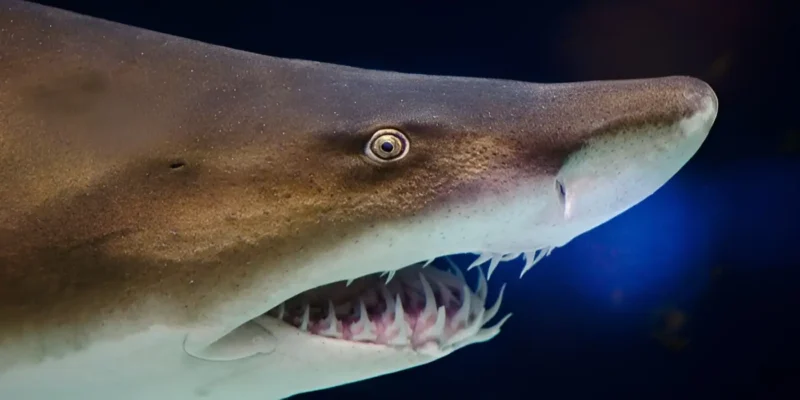 Tête de Carcharias taurus en gros plan