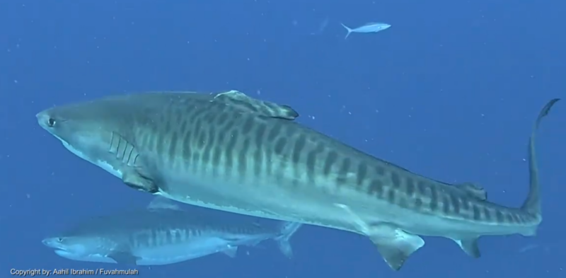 La femelle requin-tigre Fin avec des nageoires manquantes au large de Fuvahmulah, aux Maldives