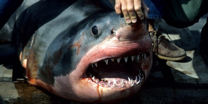 Grand requin blanc carcharodon carcharias mort avec la gueule ouverte