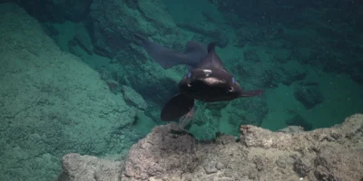 Pseudotriakis microdon nageant au-dessus d'un fond abyssal rocheux au large de Trinité-et-Tobago