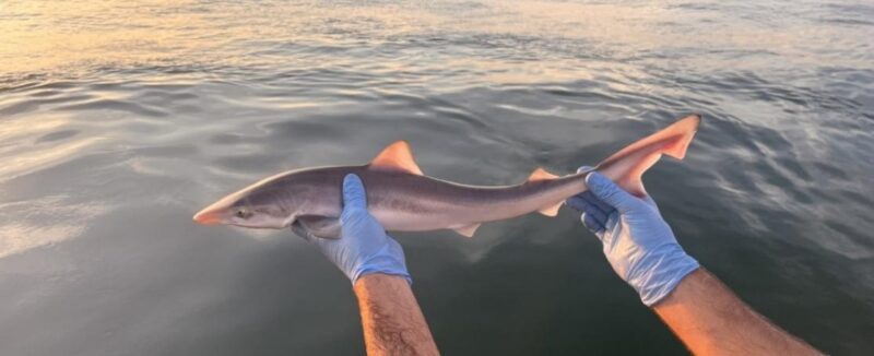 Un jeune requin-hâ tenu au-dessus de l’eau par des mains portant des gants bleus