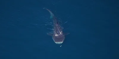 Vue aérienne d’un requin-baleine dans le monument national marin Northeast Canyons and Seamounts
