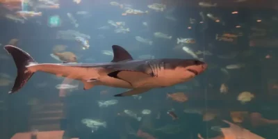 Grand requin blanc dans un aquarium en Corée du Sud