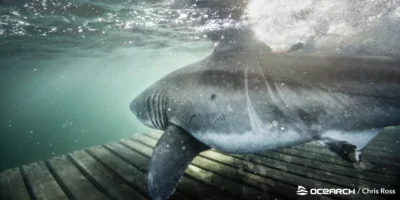 Grand requin blanc sous l’eau lors d’une expédition OCEARCH au large de la Nouvelle-Écosse